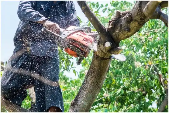 tree services Chester Heights